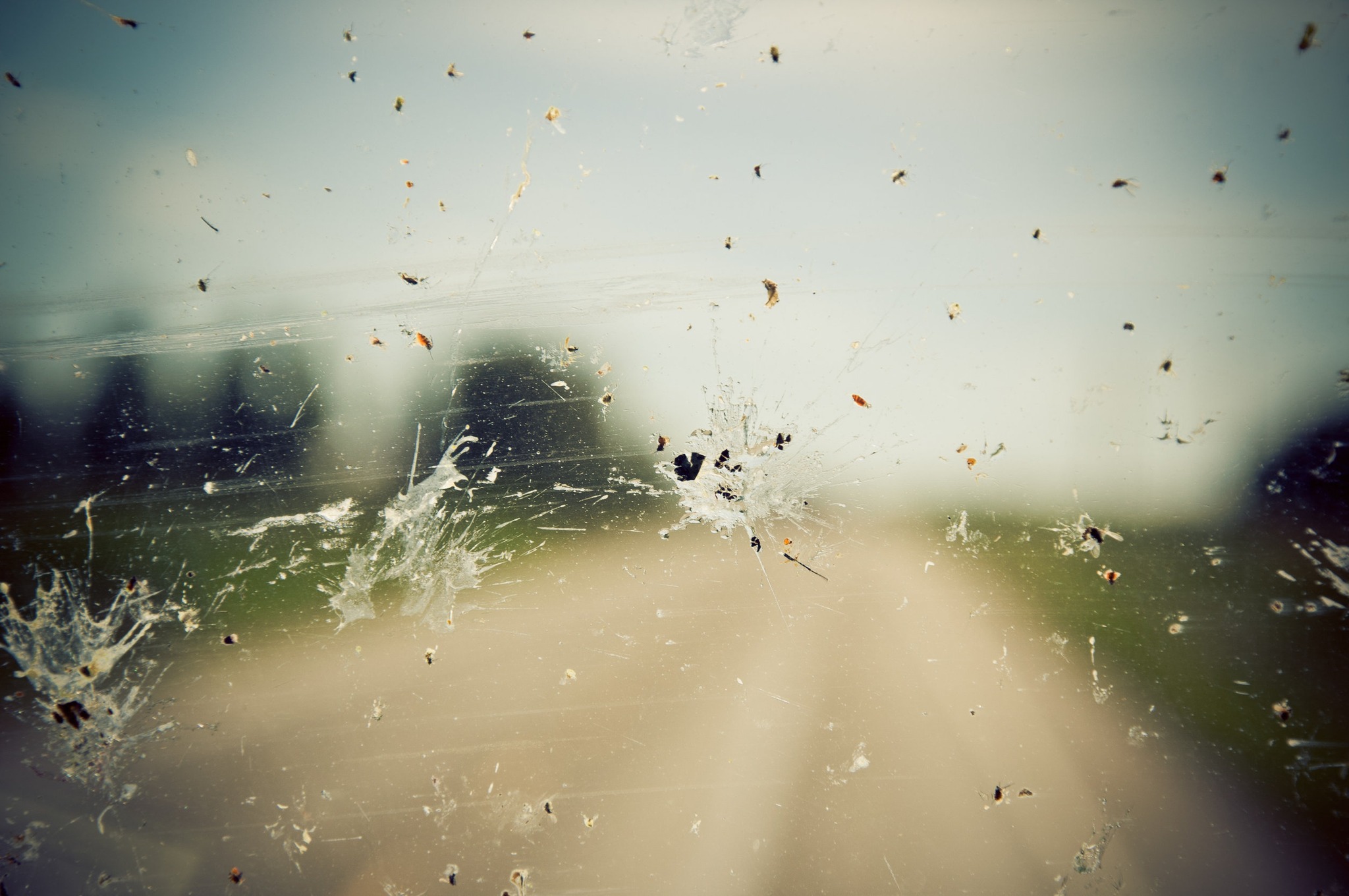 Read more about the article Proper Way To Remove Bugs From Your Car Windshield
