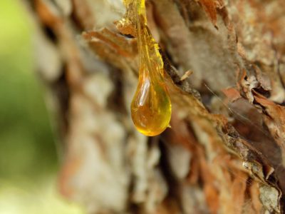 Read more about the article How To Remove Tree Sap From Your Windshield